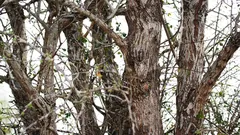  Sova sedí na strome, ale nie každý ju vidí. Podarilo sa vám ju už nájsť?