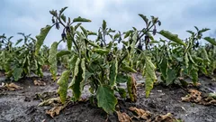 Prečo baklažány strácajú farbu: nezabezpečili ste správnu teplotu