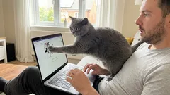 Mačacie posadnutie majiteľom: prečo ma mačka sleduje na každom kroku?