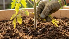 Tajomstvo úrody: prečo pri výsadbe odstraňovať spodné listy z paradajkových sadeníc