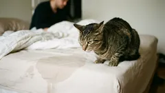 Mačka začala chodiť na toaletu na posteľ svojho majiteľa. Aké sú príčiny tohto správania a ako túto situáciu napraviť