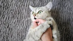 Od lásky k uhryznutiu je len krôčik: skryté dôvody, prečo mačka najprv líže a potom zaútočí