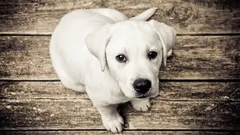 7 plemien, ktoré sa ľudia snažia nechovať: čím sú zlé?