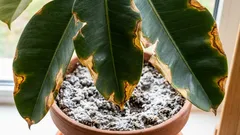 Ako rastlina volá o pomoc pri zasolení pôdy. Prvé príznaky