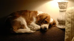 Je vhodné nechať rozsvietené svetlá, keď pes zostane doma sám?