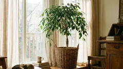 10 dlhožijúcich izbových rastlín, ktoré si poradia s každodennými podmienkami a prežijú aj desaťročia