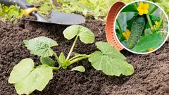 Kedy siať uhorky do voľnej pôdy: orientačný bod – breza a púpavky