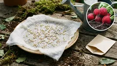 Sadenie reďkoviek v záhrade: jednoduchý trik na získanie dokonalých hlávok.