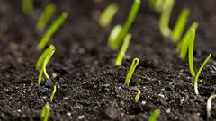 Takto vypestujete jedlú cibuľu zo semien za jednu vegetačnú sezónu