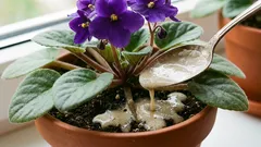  Jedna lyžička pod koreň – a fialka bude neustále kvitnúť: listy nebudú vidieť za kvetmi.