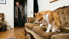 Vaša mačka vás nemá rada: 5 signálov, ktoré každý deň prehliadate