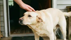 Ako správne hladkať psa: 5 miest, ktorým by ste sa mali najskôr vyhnúť