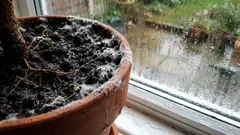 Pôda je pokrytá plesňou alebo sa na nej hemžia muchy: príčiny a riešenia.