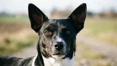 Dánsko-švédsky farmársky pes: malé pracovné plemeno s prekvapivo širokým genofondom