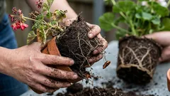 5 chýb pri presádzaní rastlín, ktoré ich ničia