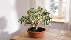 Pestovanie krásulky na prilákanie bohatstva a úspechu do vášho domova