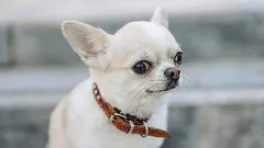 7 psích plemien so zábavnými zvyky, ktoré vyvolávajú úsmev na tvárach majiteľov aj okoloidúcich