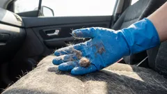 Chlpy a zápach po zvieratách zmiznú bez stopy: rýchle spôsoby čistenia interiéru auta