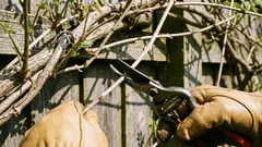 Rastliny, ktoré je potrebné v marci prerezávať, aby lepšie kvitli.