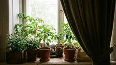 Južné okno, teplo a bez prievanu: recept, aby baklažán nezhadzoval kvety