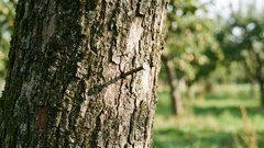 Prečo zatĺkať klinec do jablone: starodávny rituál, ktorý sa dá vedecky vysvetliť