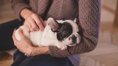 7 znakov, že ste zodpovedným majiteľom psa